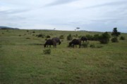 Masai Mara