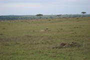 Masai Mara