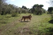 Masai Mara