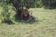 Masai Mara