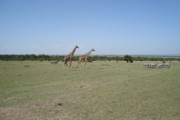 Masai Mara